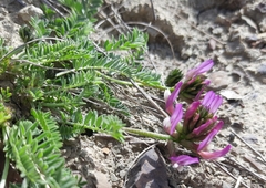Astragalus suprapilosus