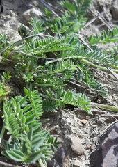 Astragalus suprapilosus