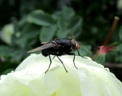 Calliphora uralensis