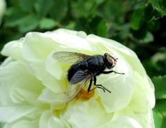 Calliphora uralensis