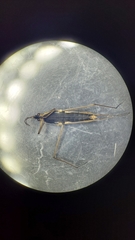 Gerris thoracicus