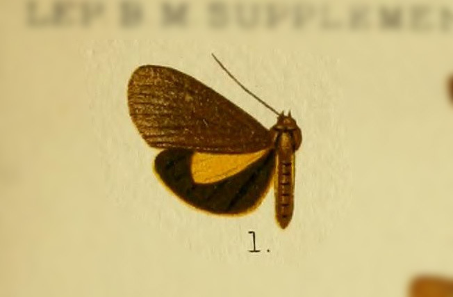 Virbia endomelaena