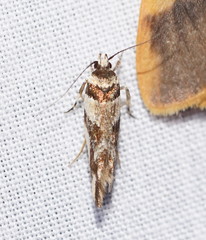Macrobathra desmotoma