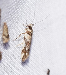 Macrobathra desmotoma