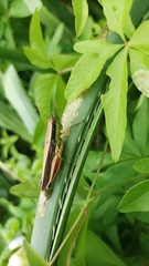 Scotussa impudica