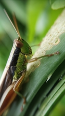 Scotussa impudica
