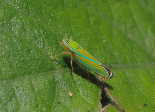 Yellow-striped Leafhopper