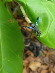 Allorhynchium snelleni