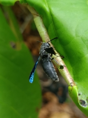 Allorhynchium snelleni