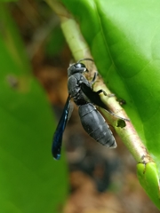 Allorhynchium snelleni