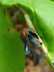 Allorhynchium snelleni