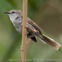 Phragmacia substriata
