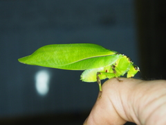 Cnemidophyllum lineatum
