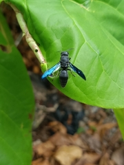 Allorhynchium snelleni