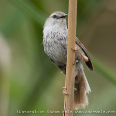 Phragmacia substriata