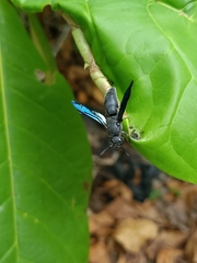 Allorhynchium snelleni