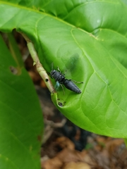 Allorhynchium snelleni