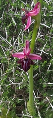 Ophrys sphegodes spruneri