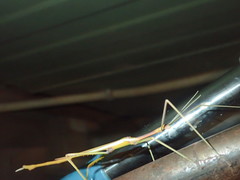 Tropidoderus gracilifemur