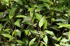 Persicaria dichotoma