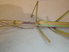 Tropidoderus gracilifemur