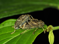 Trypanidius andicola