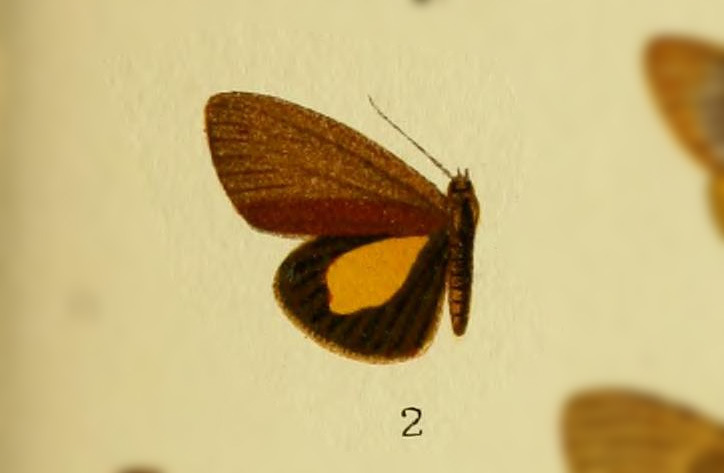 Virbia endophaea