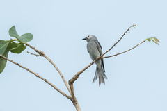 Dicrurus leucophaeus leucogenis