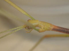 Tropidoderus gracilifemur