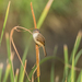 Prinia inornata herberti - Photo (c) Wich’yanan (Jay) Limparungpatthanakij, some rights reserved (CC BY), uploaded by Wich’yanan (Jay) Limparungpatthanakij