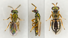 Anogmoides