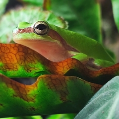 Hyla simplex