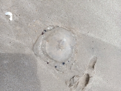 Rhizostomatoidea