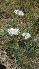 Orlaya grandiflora