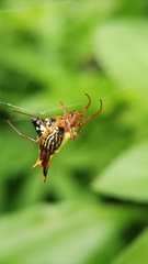 Micrathena furcata