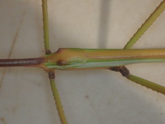 Tropidoderus gracilifemur