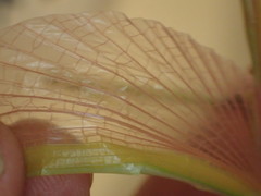 Tropidoderus gracilifemur