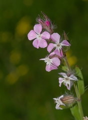 Silene gallica gallica