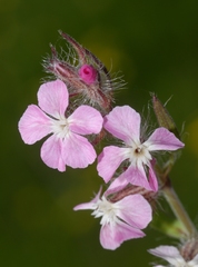 Silene gallica gallica