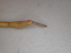 Tropidoderus gracilifemur