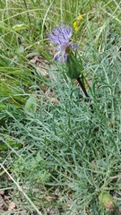 Carthamus mitissimus