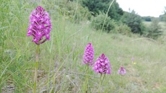 Anacamptis pyramidalis