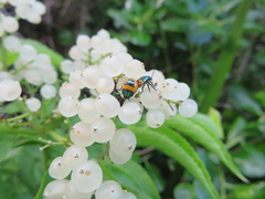 Scutiphora pedicellata