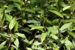 Persicaria dichotoma