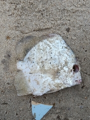 Drepane punctata