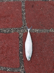 Scomberoides