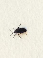 Hypselonotini