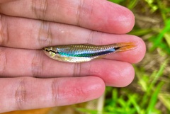 Rasbora einthovenii