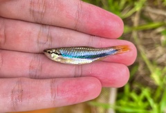 Rasbora einthovenii