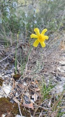 Narcissus assoanus assoanus